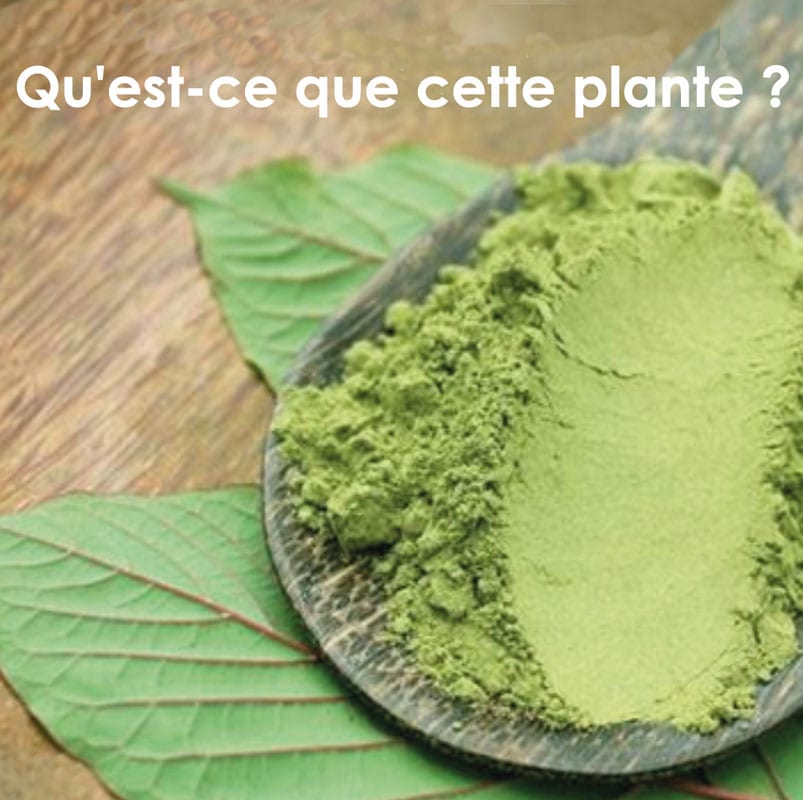 Elle est consommée sous forme de poudre, de thé, et même de cocktails… Devinez ! back