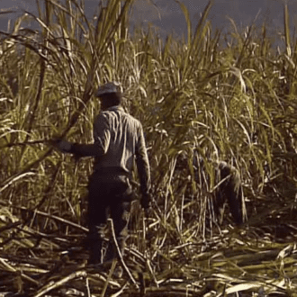 Los trabajadores jamaicanos del ron acaparan las acciones de Campari
