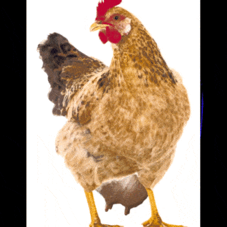 The Holidays with the special eggnog cocktail