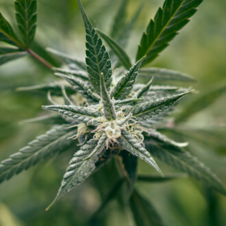 Hemp beer: hemp could replace hops in beer