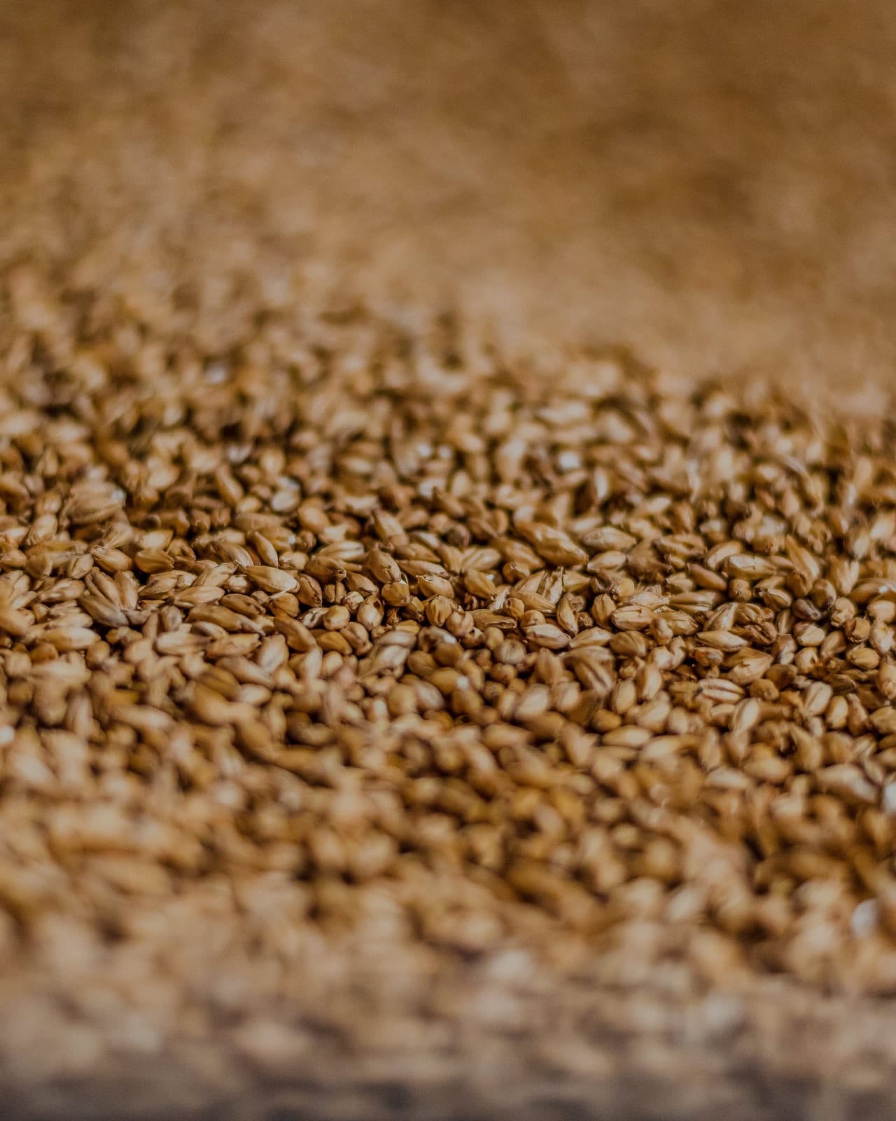 barley - orge - cebada