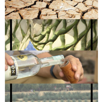 Agave: agricultores californianos recurren al agave durante la sequía