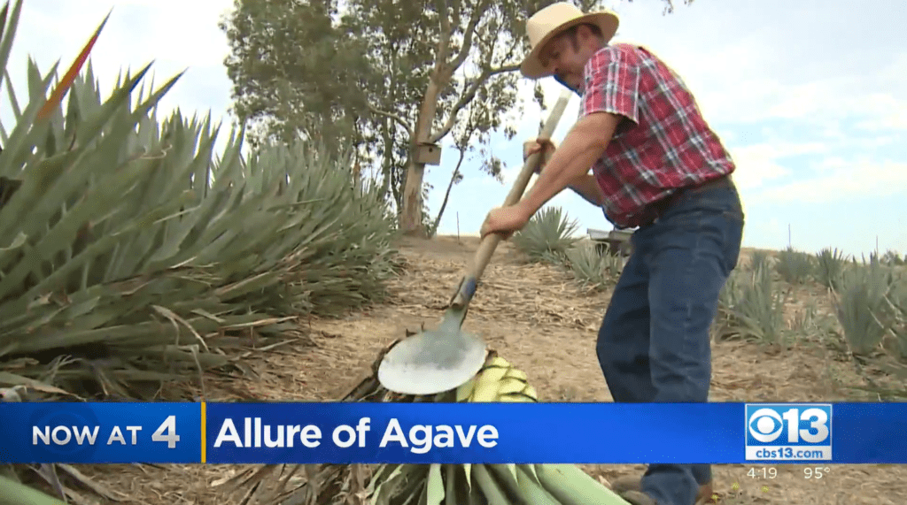 agave