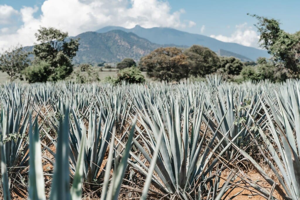 agave fields