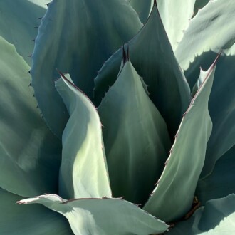 Mezcal is not tequila… history and facts about the spirit from Mexico