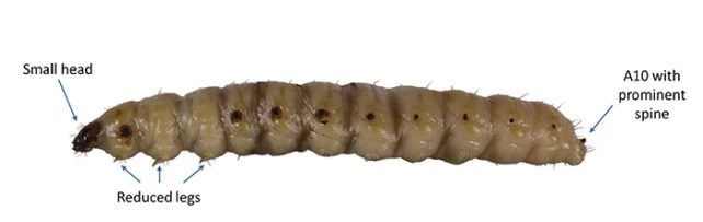 The mysterious mezcal worm is identified