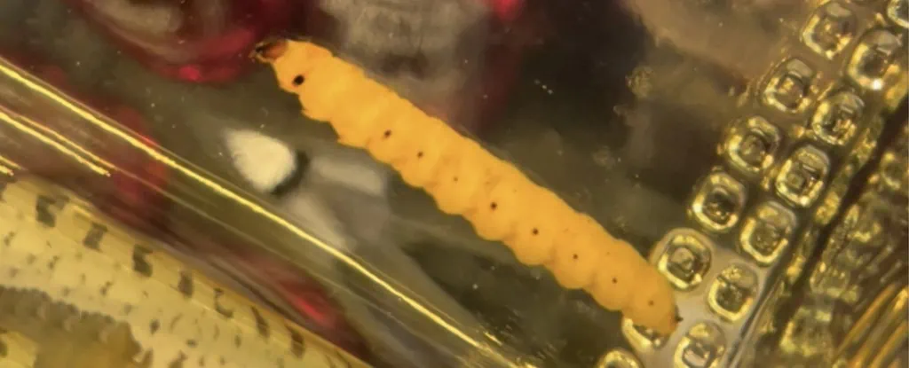 The mysterious mezcal worm is identified