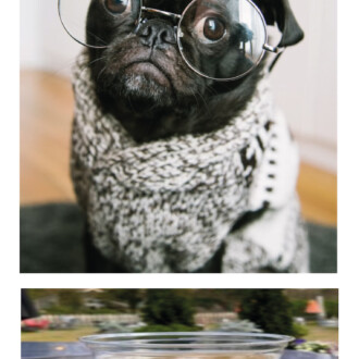 A beer for dogs, at Raleigh’s newest brewery