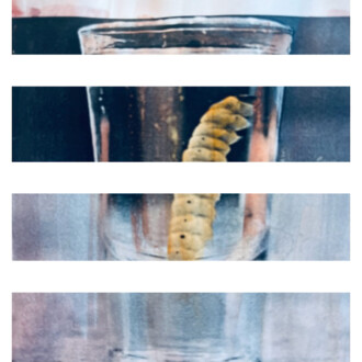 The mysterious mezcal worm is identified