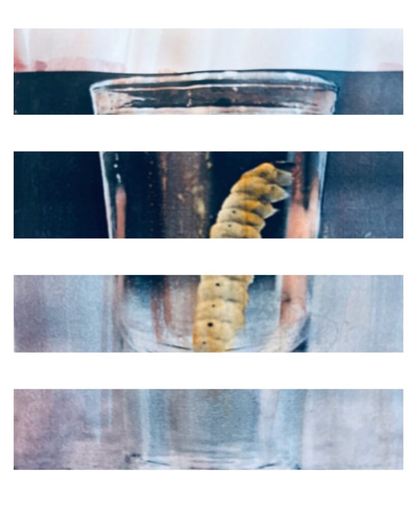 The mysterious mezcal worm is identified