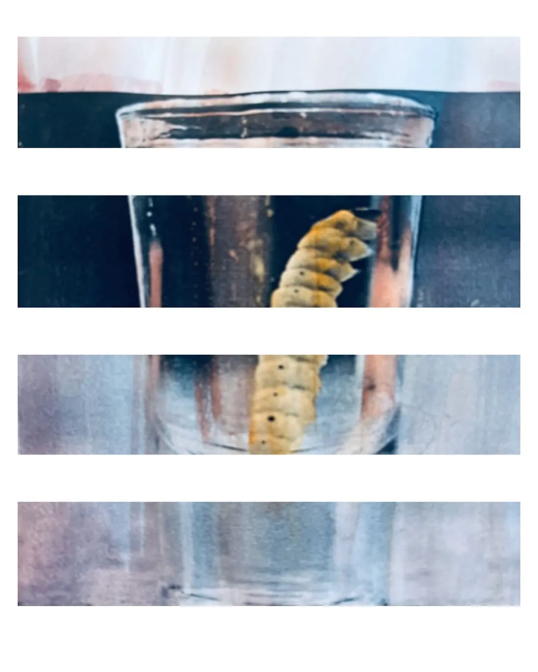 gusano del mezcal / The mysterious mezcal worm is identified