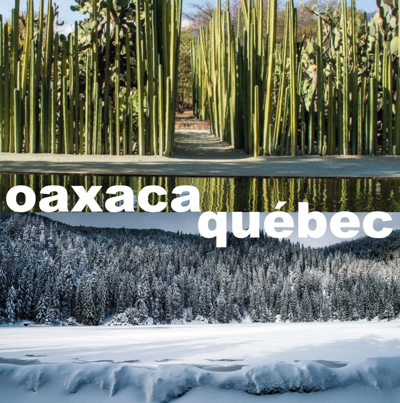 mezcal industry oaxaca quebec - industrie du mezcal