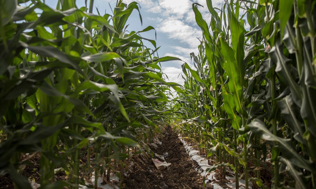 Corn field