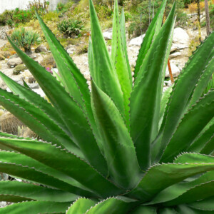 Agave Espadin pour faire Mezcal