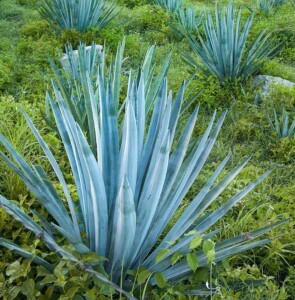 Blue agave for tequila