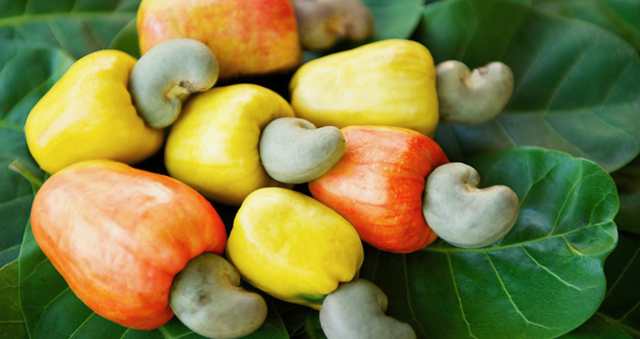feni fruits