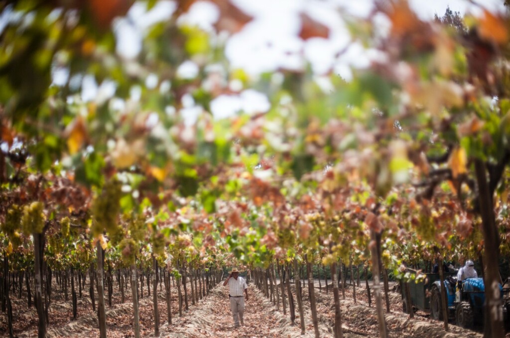 Dans les vallées péruviennes, 
le pisco est une tradition qui distille l’histoire
